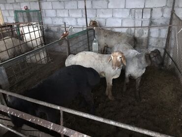 продаю козы: Продаю | Баран (самец)