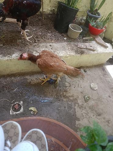 Dartma tavanlar: Cutu70m isdeyen desin bineqedj ulvan — 2