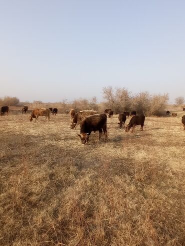 Коровы, быки: Продаю | Бык (самец) | Швицкая | Для разведения, На откорм | Осеменитель — 12