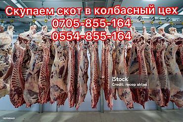 сколько стоит енот: Колбасный цех : Лошади, кони, Коровы, быки, | Любое состояние — 2