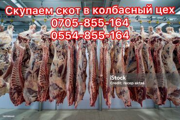 продажа домашних животных: Сатып алам | Башка а/ч жаныбарлары, Уйлар, букалар, Жылкылар, аттар | Акысыз жеткирүү, Союлган, Күнү-түнү