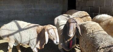 домик для кроликов: Продаю | Баран (самец) | Полукровка | Для разведения | Племенные