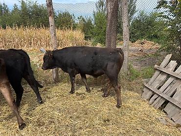 коровы дойные: Продаю | Бык (самец) | На откорм — 1