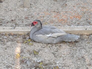 Ördəklər: LAVANDA lal ördekler. 8 aylıq erkeylerdi .damazdiq heyvanlardi.temiz — 2