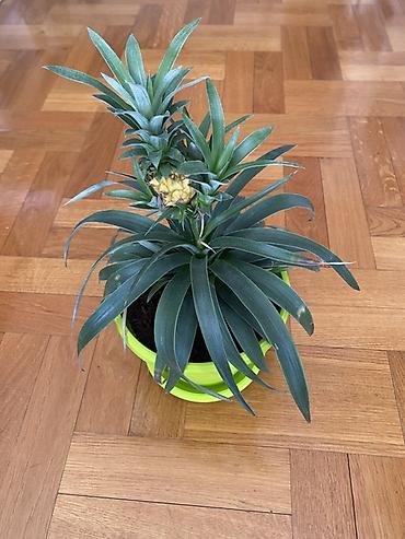 plasticne kucice: Ukrasni ananas u saksiji (Ananas comosus var. ‘Corona’/ornamental) - — 3