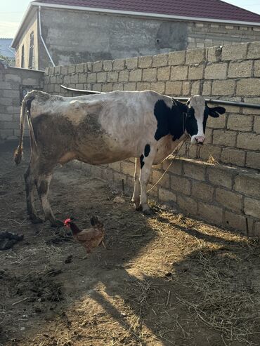 Inəklər, öküzlər: Dişi, Holsteyn, il: 1, Damazlıq, Südlük lalafo.az -da Inəklər, öküzlər: Dişi, Holsteyn, il: 1, Damazlıq, Südlük