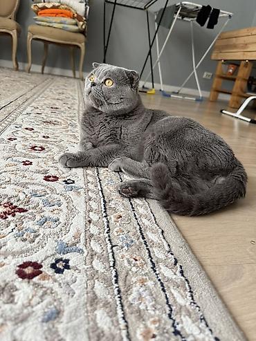 шотланские кошки: Скотиш Фолд (Шотландская вислоухая), 3 года, Мальчик, Серый — 2
