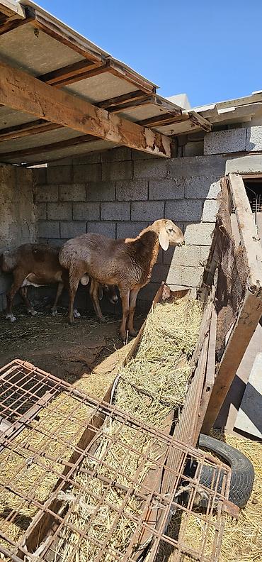 козу баран: Продаю | Баран (самец) | Арашан | Для разведения — 1