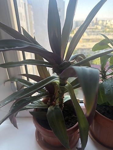 ayn: Традесканция сидячецветковая (Rhoeo spathacea, синоним Tradescantia — 1