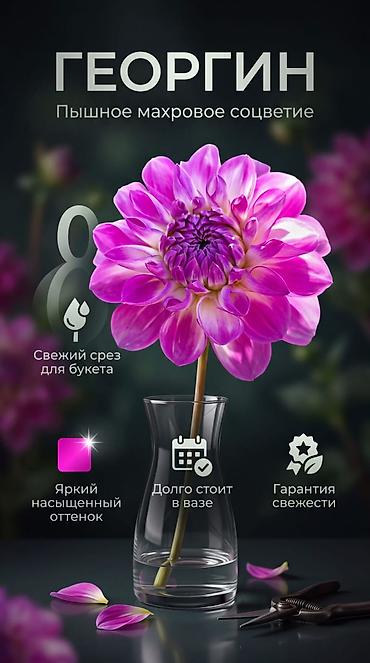 куплю голубой ель: Саженцы — 10