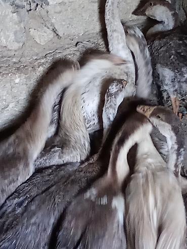 rakuşka satışı: Erkək, | Linda, Damazlıq, Ünvandan götürmə — 6