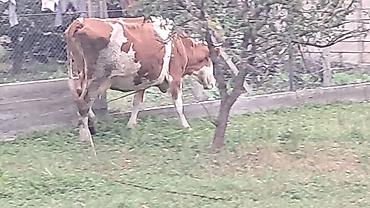 inek satışı: Üçüncü qarına doğacaq yanında 5 aylıq erkək smental balası ilə — 2