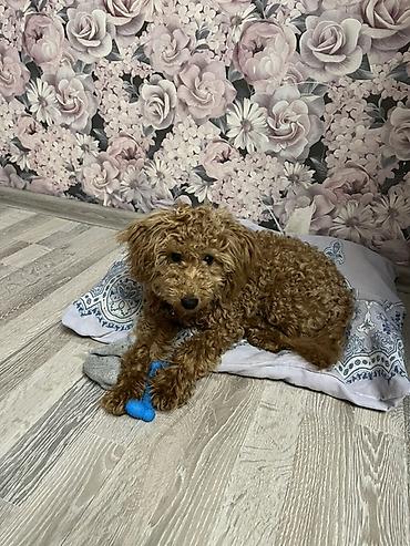 İtlər: Pudel, 7 ay, Erkek, Peyvəndli — 1