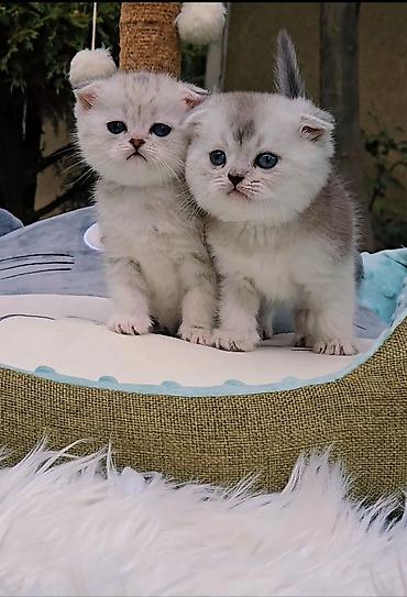 продам вислоухих котят: Шотландские чистопородные котята. Скоттиш фолд и страйт. Ласковые — 10