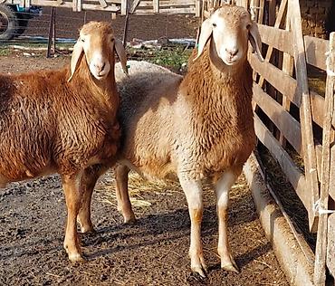 Баран, овца: Продаю | Ягненок, Баран (самец) | Для разведения | Племенные, Осеменитель — 3