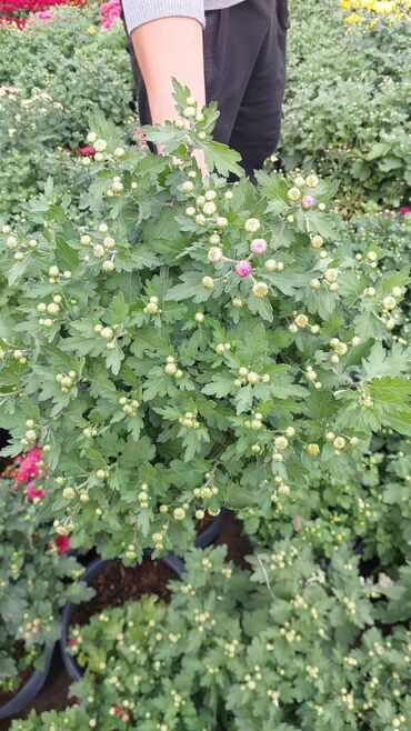 Çöl bitkiləri: 1.50 aznden başlayan qiymətlərlə Xrizantema (Chrysanthemum) bəzək — 6