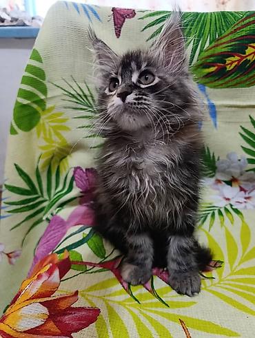 Продажа кошек: Гиганты Кошачьего мира❤️ Мейн-Куны❤️❤️❤️Мини питомник не клеточного — 2