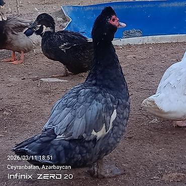 Ördəklər: Satılır hamsı bir yerdə — 11