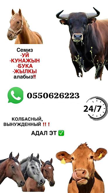с мыкан: Колбасный цех : Бараны, овцы, Коровы, быки, Лошади, кони, | Любое состояние, Забитый, На забой, на мясо — 1