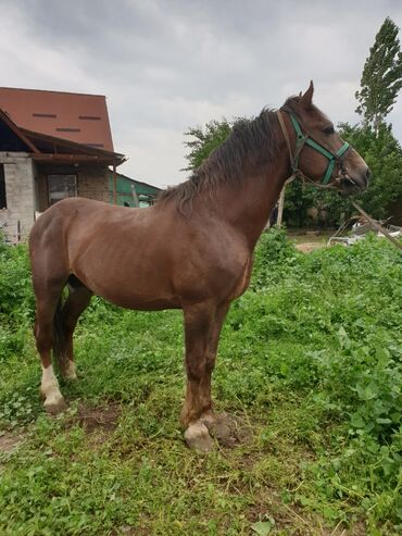 Лошади, кони: Продаю | Жеребенок | Конный спорт