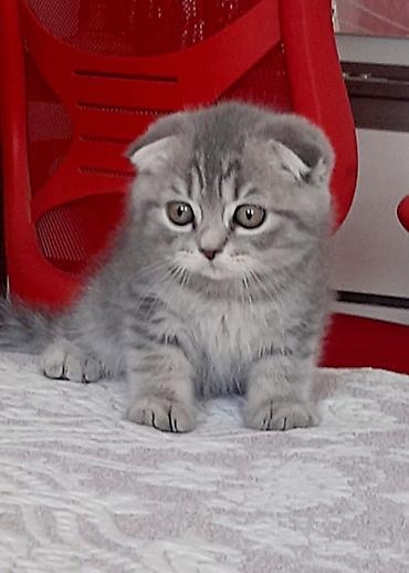 pitbul satışı: Şotland, Erkək, Yaxşı əllərə, Ödənişli çatdırılma — 1