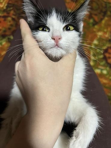 животные кошка: 🍀Котенок Панда ищет дом ! Мальчик 2,5 месяца . Черно белый красавчик — 1