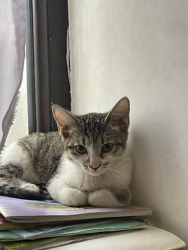 серые кошки фото: Котенок домашний, короткошерстный. Окрас: серо‑табби с белыми лапками — 2