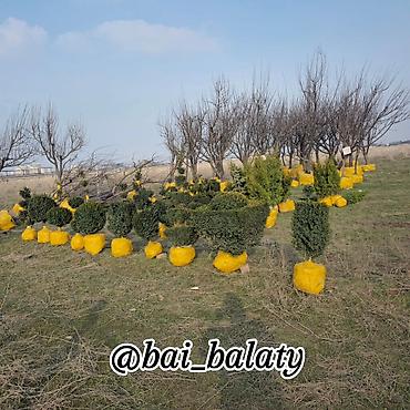 сеянцы голубой ели: Ель голубая (Picea pungens) с закрытой корневой системой в земляном — 8