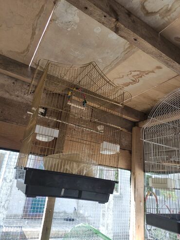 Tutuquşları: Korella tek tek erkey dişi Cüt Valnist qəfəs Valnist 15 Azn balasi — 7