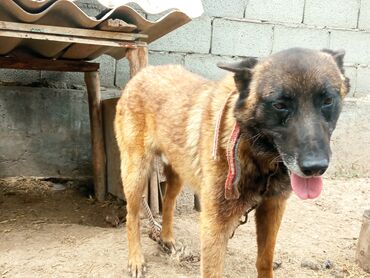 кавказская собака: Продается бельгийская овчарка(малинуа)5 лет самец