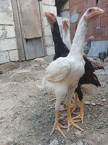 alman spitz: Toyuq cücələri, Damazlıq — 6