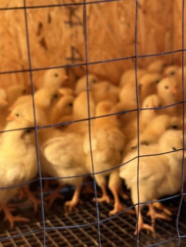 С/х животные и товары: Продаю | Цыплята | Для разведения