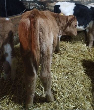 Dana, buzov: Sağlam Erkek ve Dişi Buzovlar — 7