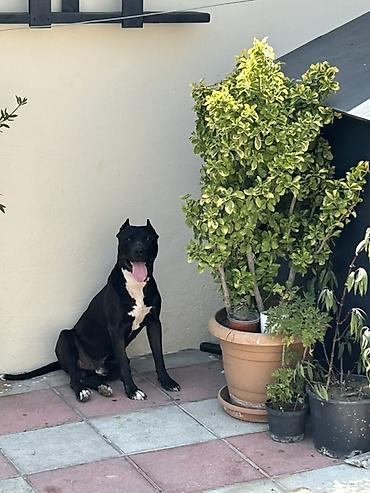 pitbul itləri: Pitbul, 2 il, Erkək, Cütləşmə üçün, Ödənişli çatdırılma — 3