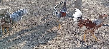 Toyuqlar: Toyuq, Damazlıq — 5