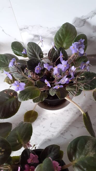 Otaq bitkiləri: Afrika bənövşəsi (Saintpaulia) kolleksiyası - Rəng çeşidi: açıq — 7