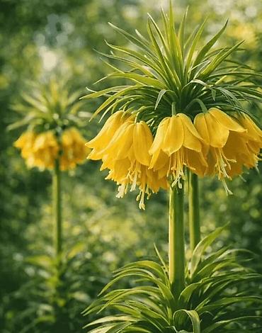Луковицы рябчика императорского (Fritillaria imperialis) — сорта с at lalafo.kg Луковицы рябчика императорского (Fritillaria imperialis) — сорта с