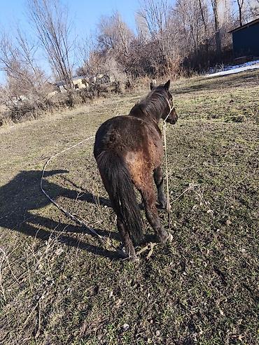 Лошади, кони: Продаю | Кобыла (самка) — 10