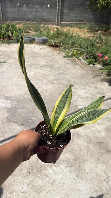 zamir: Сансевьера (Sansevieria trifasciata, «щучий хвост», «тещин язык») в — 4