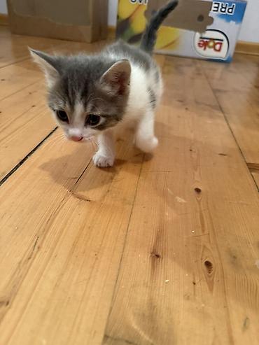 Pişiklər: Erkək, Dişi, Yaxşı əllərə — 1