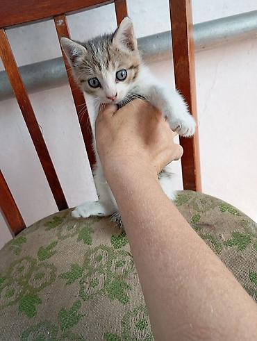 black cat: Котята от домашней кошки - Помёт из трёх котят: рыжий полосатый — 3