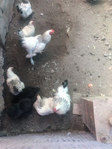 где купить живую курицу в бишкеке: Продаю | Куры, Петух | Полубрама, Брама | На забой, Для разведения, Несушки