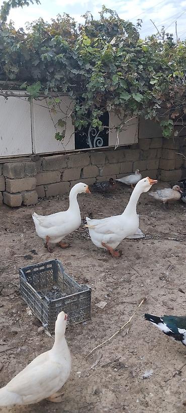 bulbul quşu haqqinda melumat: Xalmaqorla qarişıqdır 6 aylıq tam sağlam 2 ədəddir 2də erkəkdir qiymət — 1