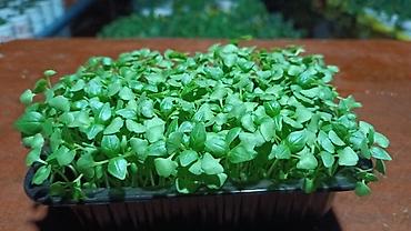 Микрозелень: Микрозелень и молодые травы в кассетах - Ассортимент: микрозелень — 37