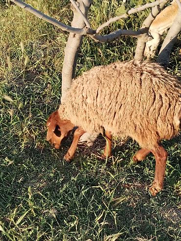 qala cinsi: Məhsul: ANA BALA QOYUN 1 ci səkildəki ana digəri isə balasi dir tam — 9