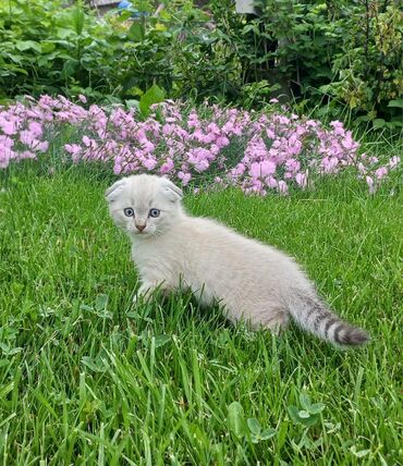вислоухий кот: Красавица вислоухая девочка 2,5 месяца