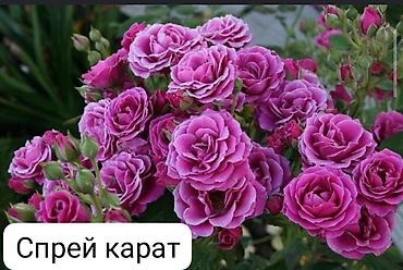 Роза: Чайно-гибридные розы (срезочные сорта) Предлагаются популярные — 10
