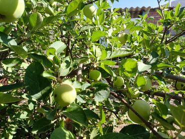 Продажа домов: Дом, 300 м², 4 комнаты, Собственник, Косметический ремонт at lalafo.kg — 19 Продажа домов: Дом, 300 м², 4 комнаты, Собственник, Косметический ремонт — 19