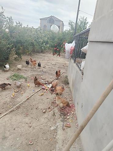 cücə və xoruz: Toyuq, Yumurtalıq — 8