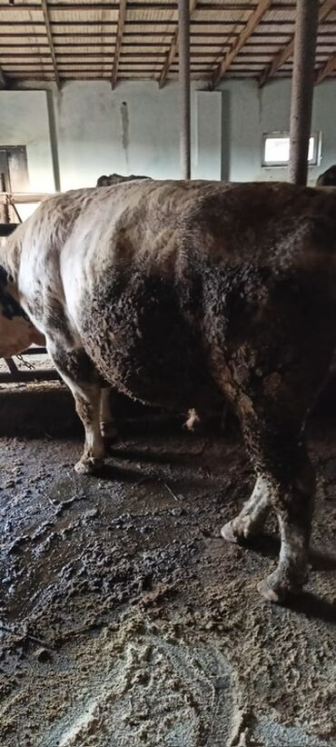 Inəklər, öküzlər: Məhsul: Qaramal – ət istiqamətli dana/öküzlər Təsvir: - Şəkillərdə — 1